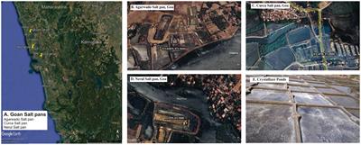 Bacterial diversity and community structure of salt pans from Goa, India